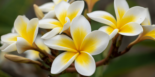 Frangipani