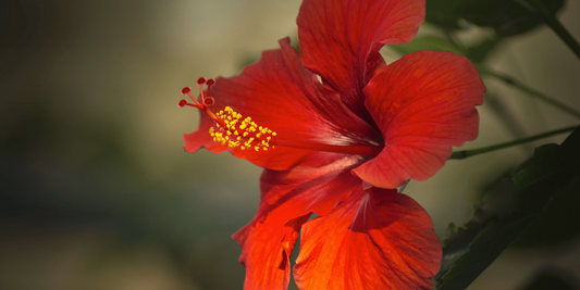 Hibiscus