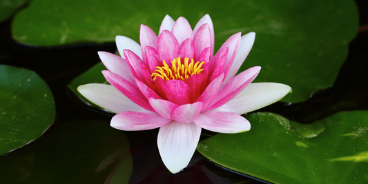 Water lily