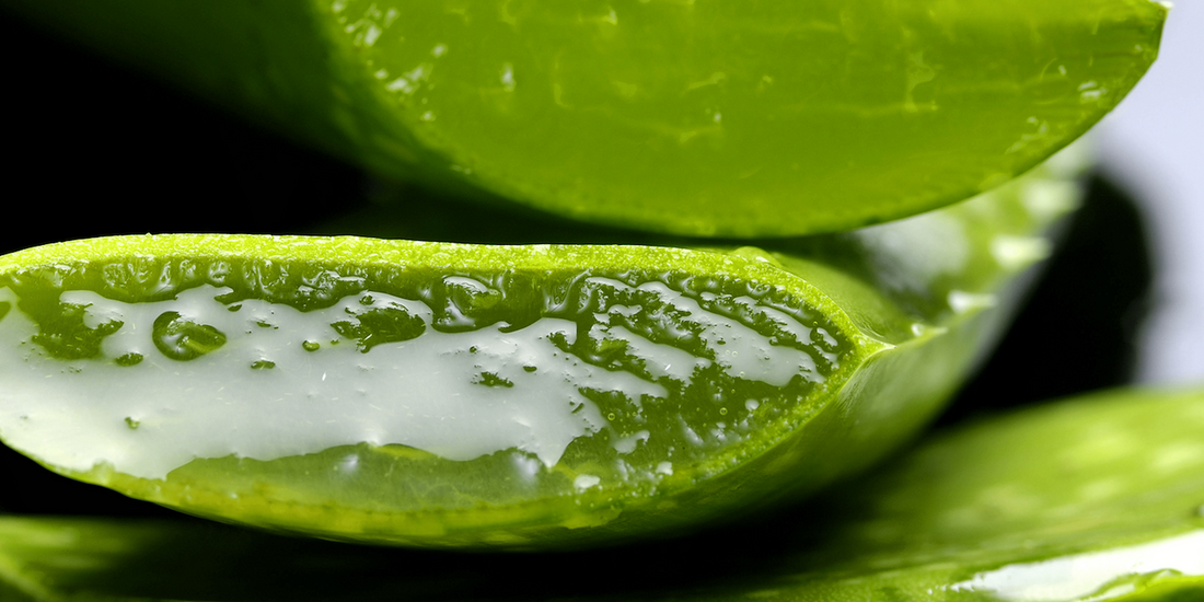 Aloe vera